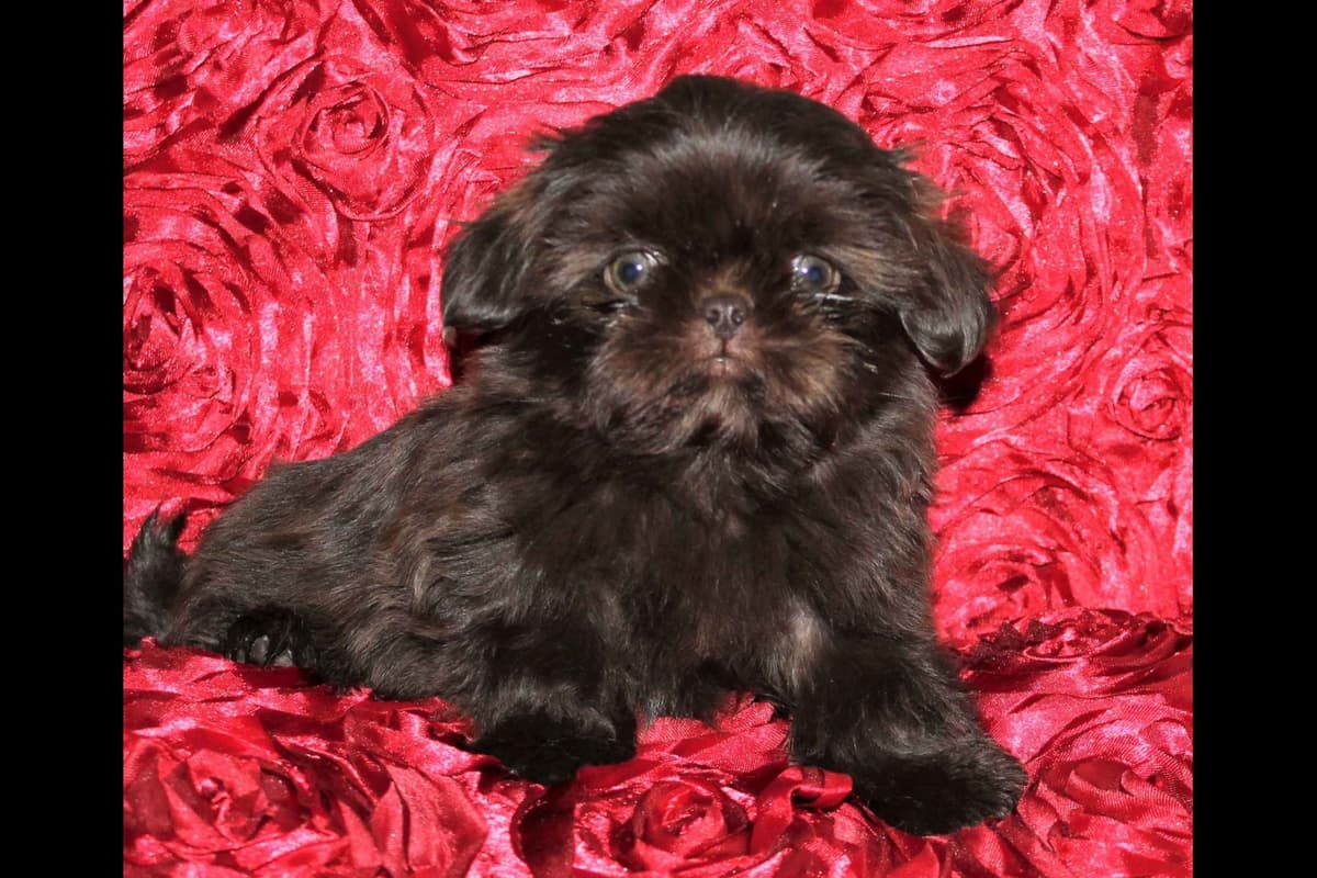 Shih Tzu Puppies breeder image 8