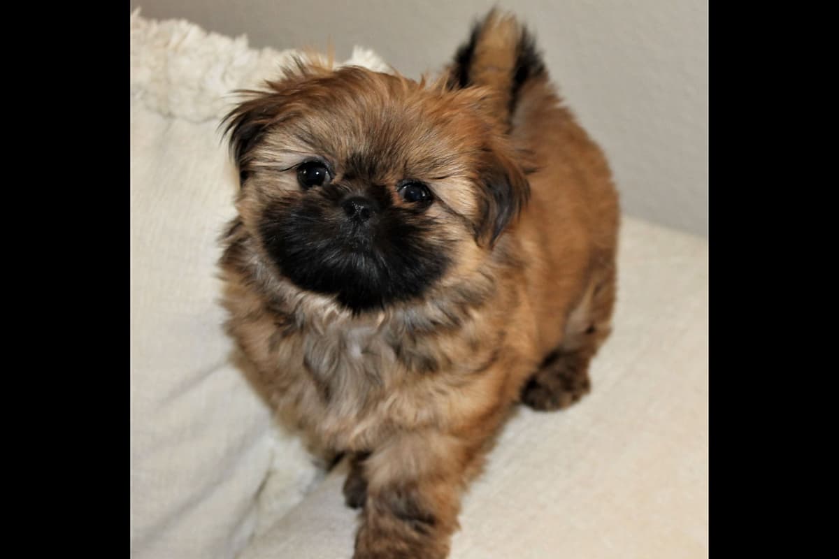 Shih Tzu Puppies breeder image 7