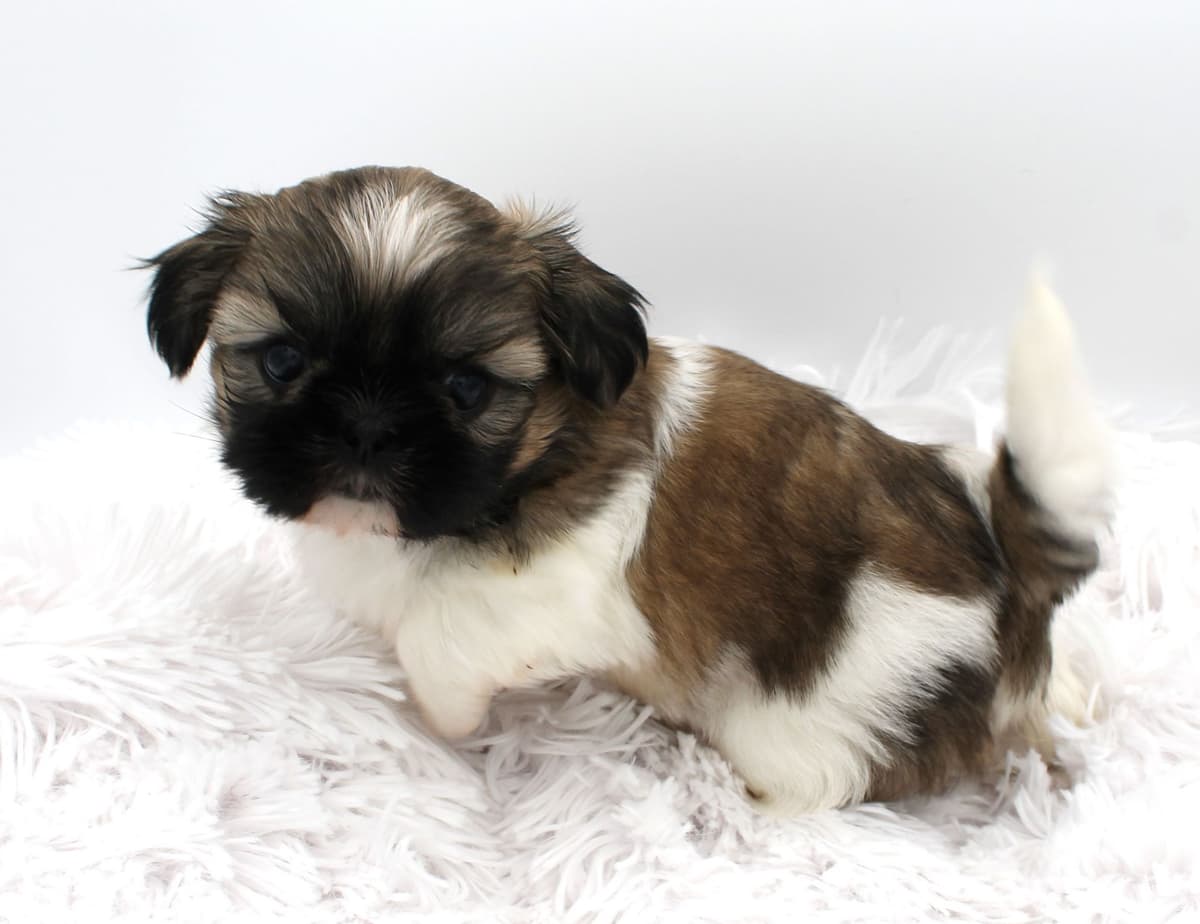 Shih Tzu Puppies breeder image 15