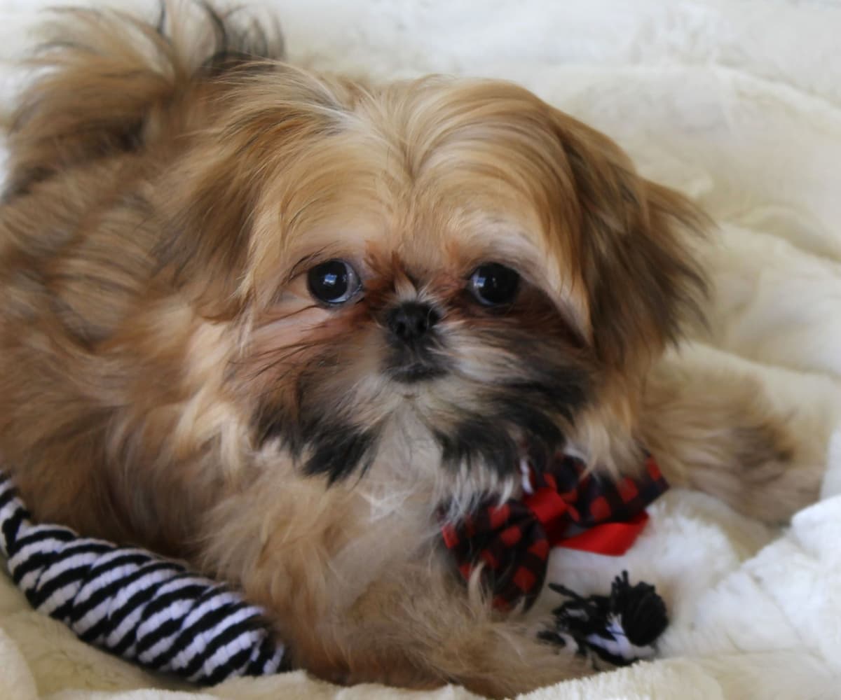 Shih Tzu Puppies breeder image 17