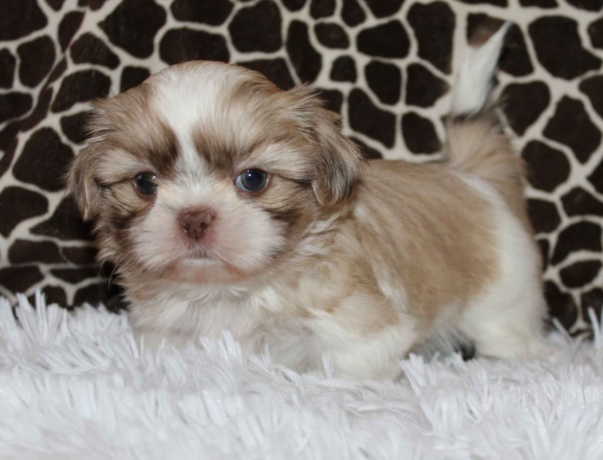 Shih Tzu Puppies breeder image 16