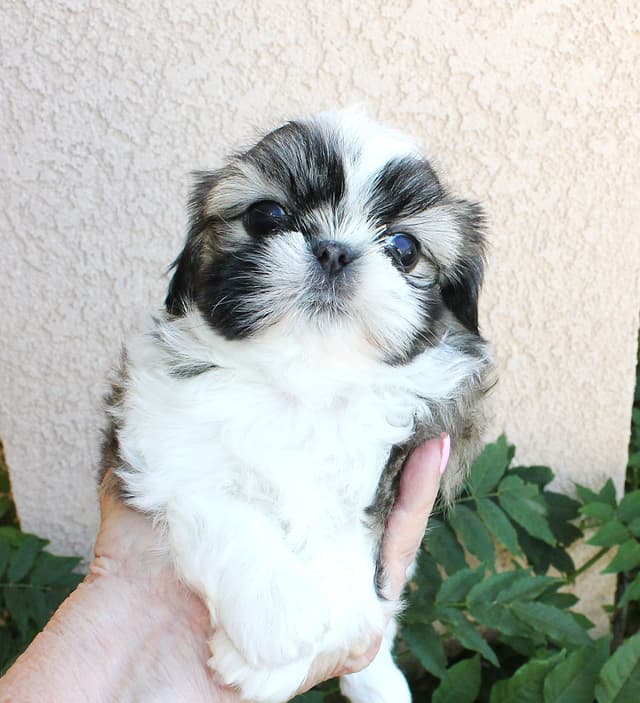 Shih Tzu Puppies media 2