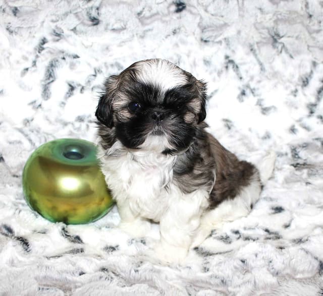 Shih Tzu Puppies media 5