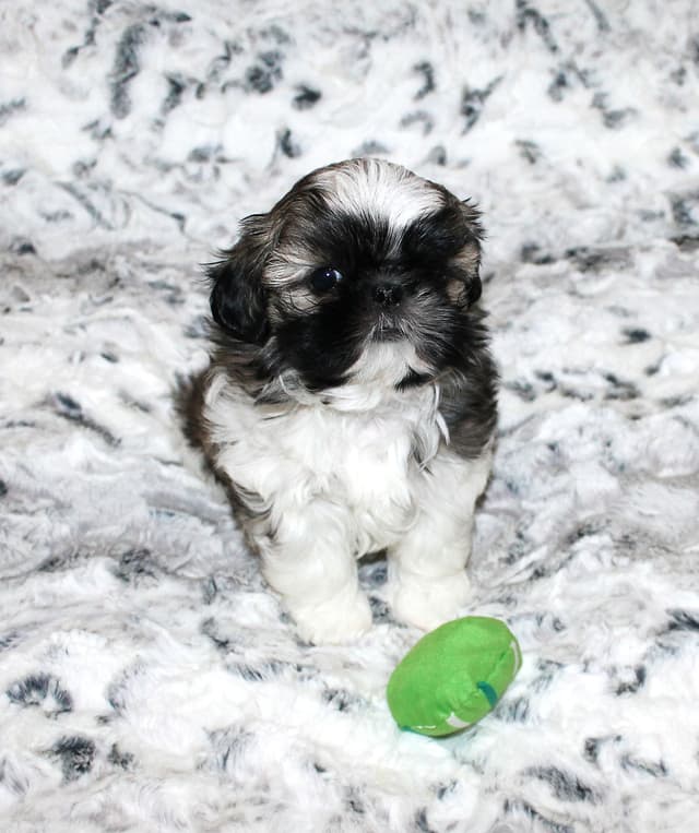 Shih Tzu Puppies media 6