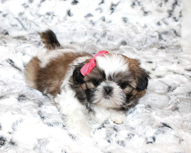 Shih Tzu Puppies media 7