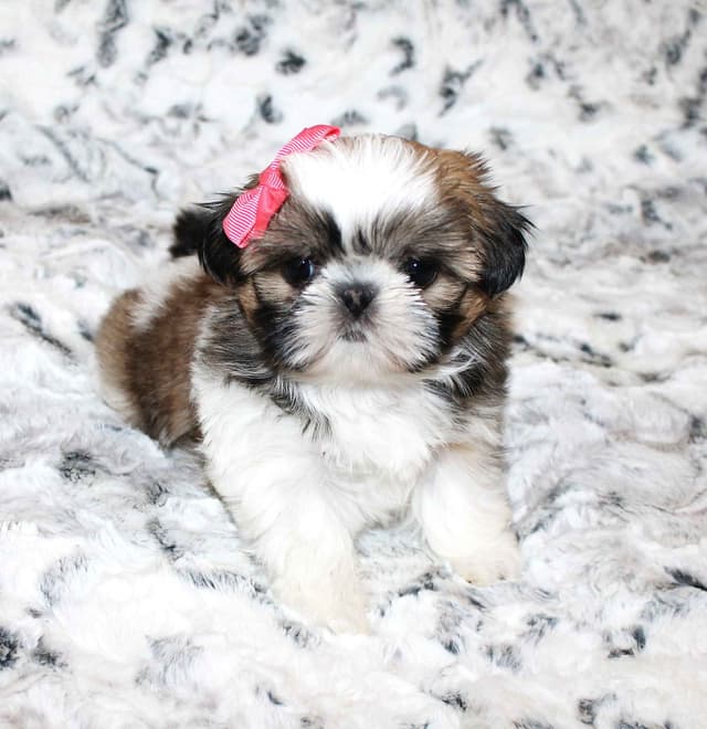 Shih Tzu Puppies media 8
