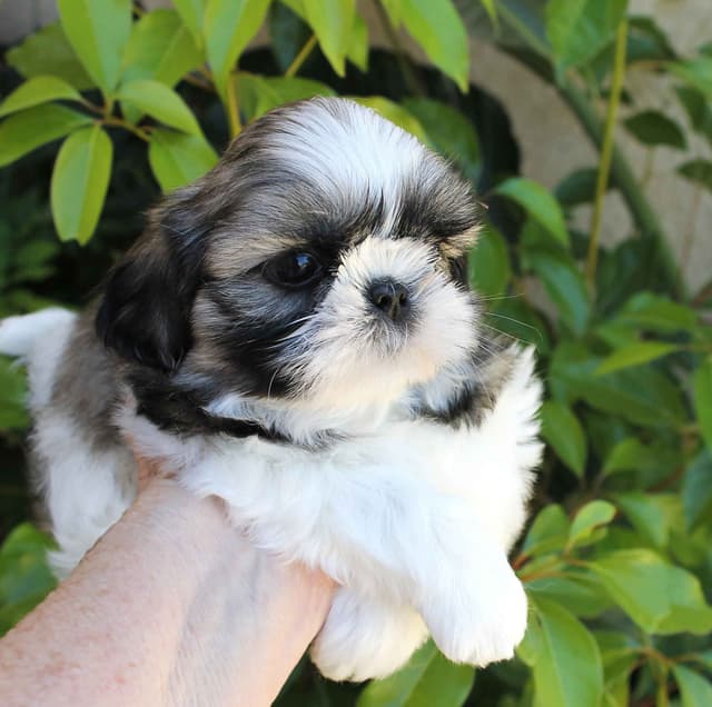 Shih Tzu Puppies media 9