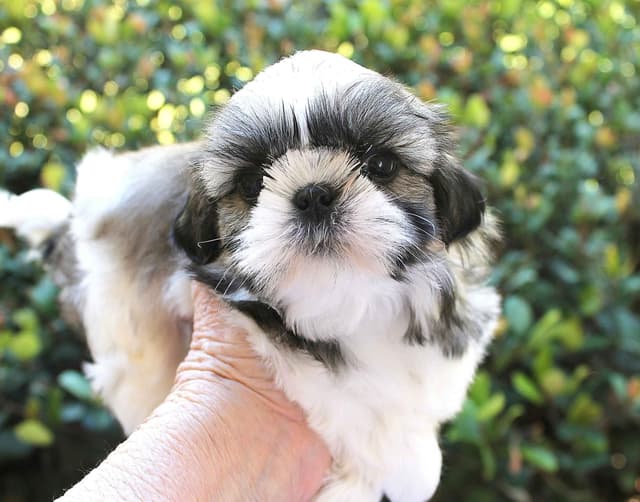 Shih Tzu Puppies media 10