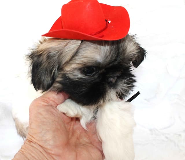 Shih Tzu Puppies media 3