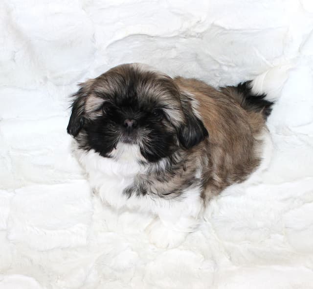 Shih Tzu Puppies media 4