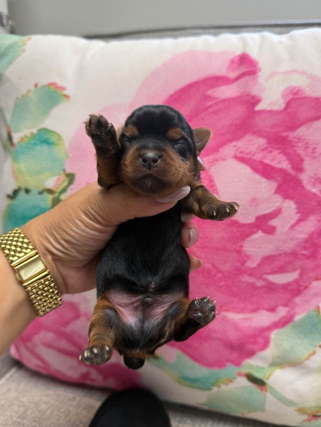 Yorkshire Terrier Puppies media 4