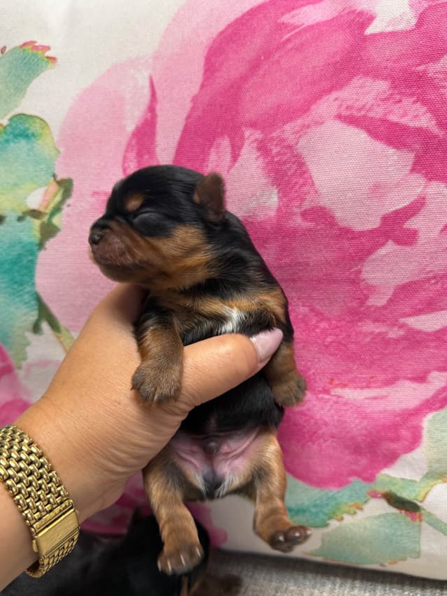 Yorkshire Terrier Puppies media 5