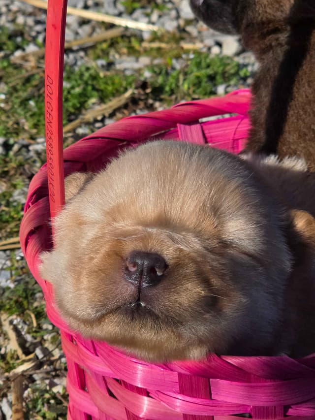 Chow Chow Puppies media 2
