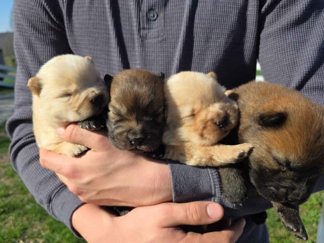 Chow Chow Puppies media 3