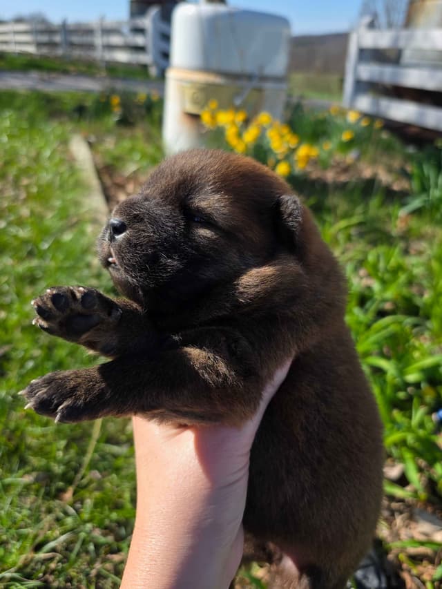 Chow Chow Puppies media 4