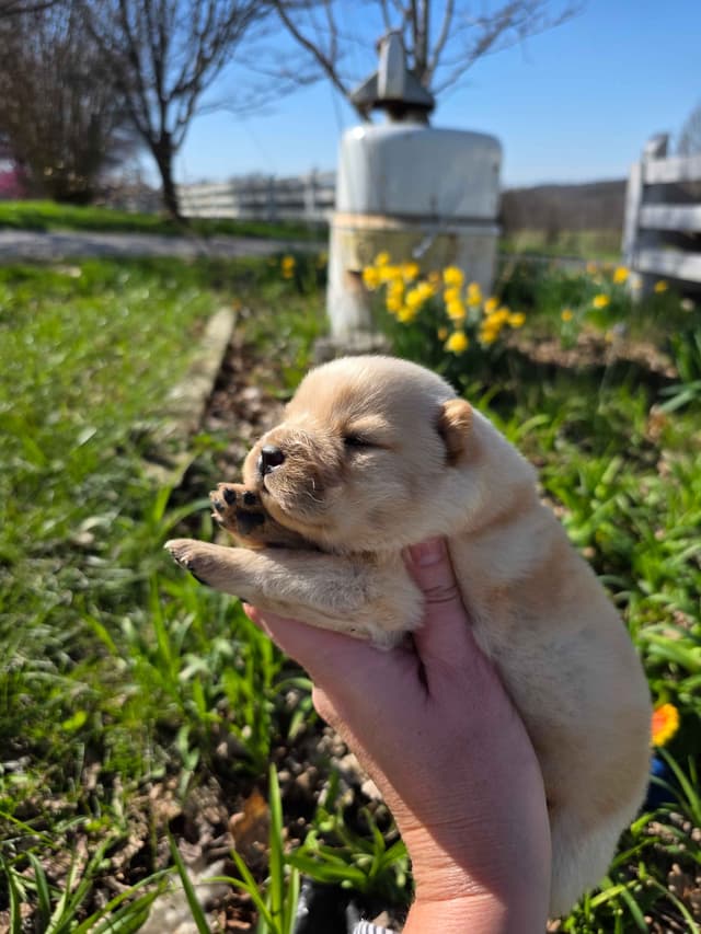 Chow Chow Puppies media 5