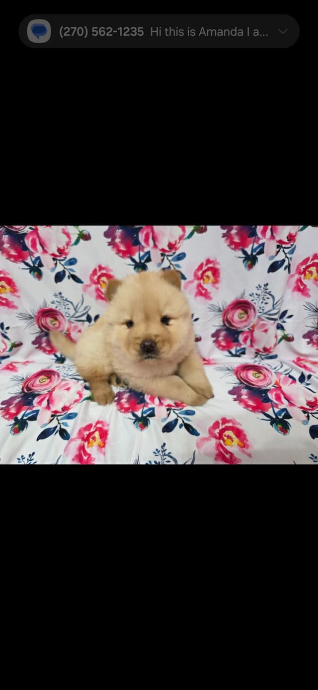Chow Chow Puppies media 6