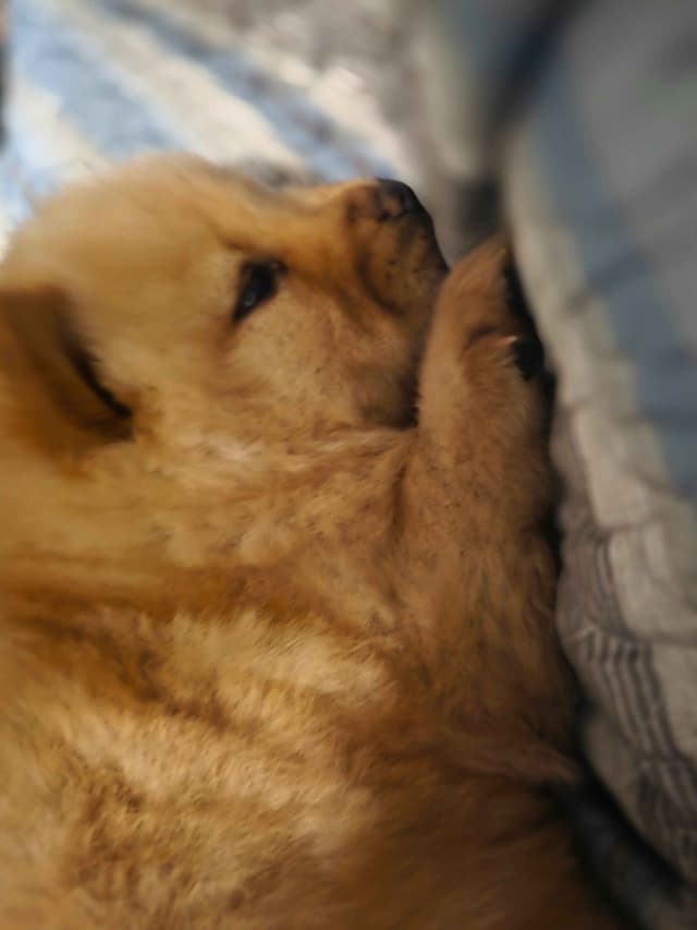 Chow Chow Puppies media 7