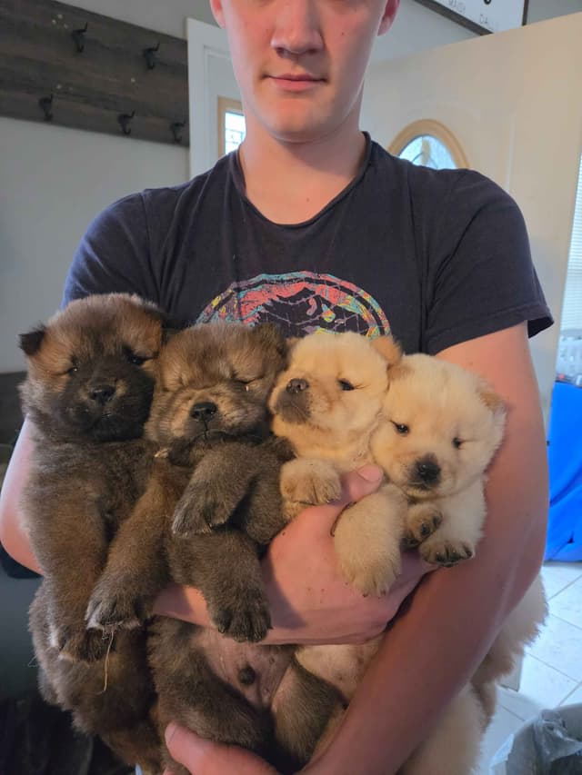 Chow Chow Puppies media 8