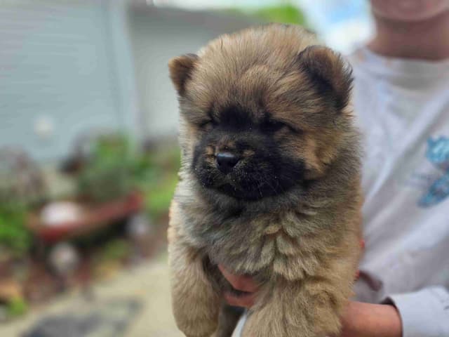 Chow Chow Puppies media 2