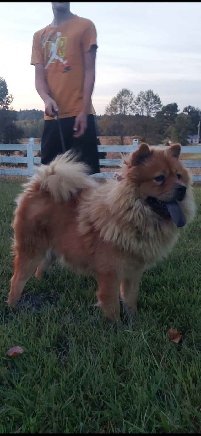 Chow Chow Puppies media 4