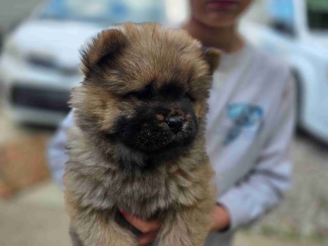 Chow Chow Puppies media 3
