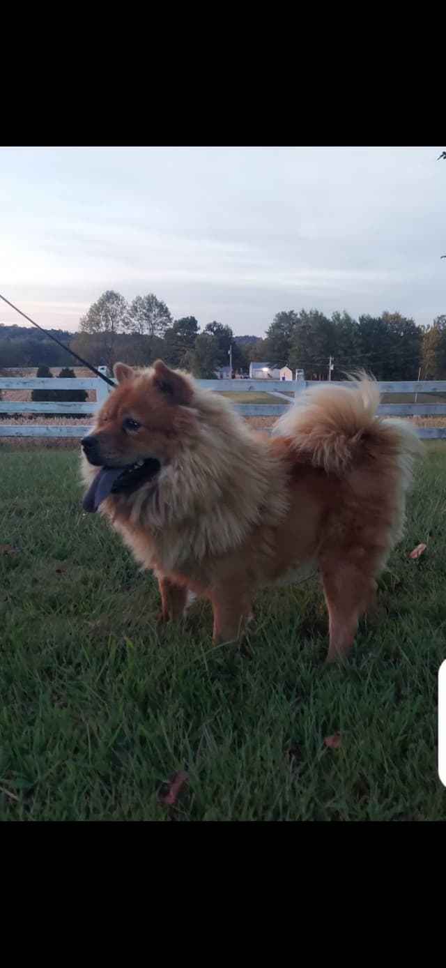 Chow Chow Puppies media 5