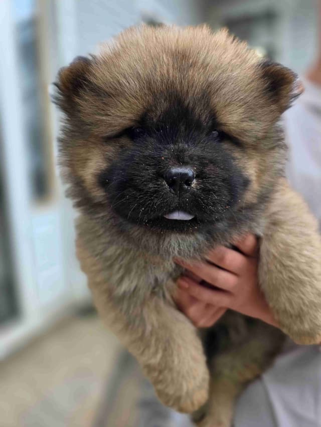 Chow Chow Puppies media 6