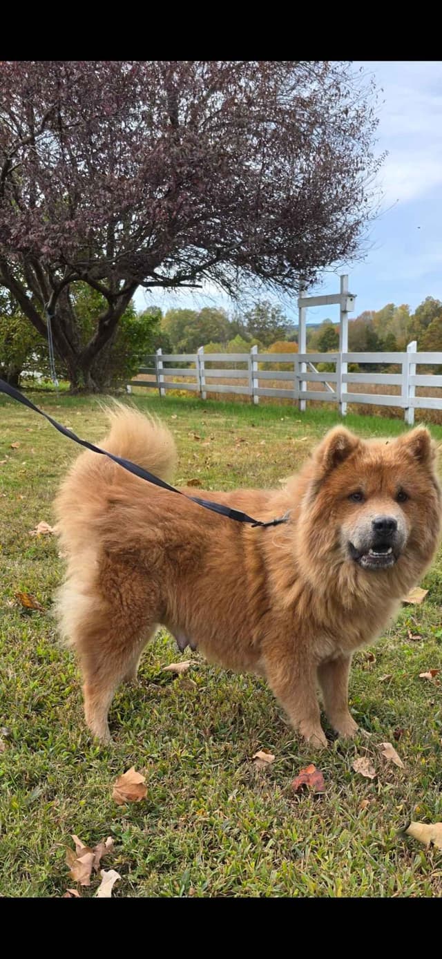 Chow Chow Puppies media 2
