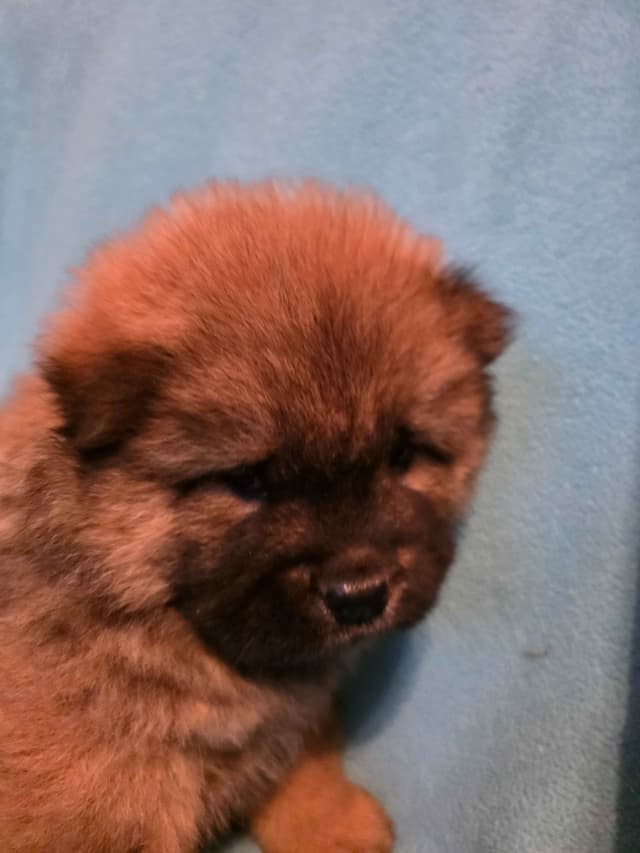 Chow Chow Puppies media 3