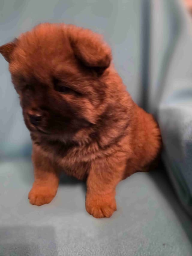 Chow Chow Puppies media 5