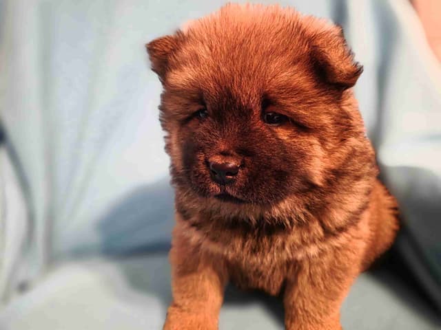 Chow Chow Puppies media 4