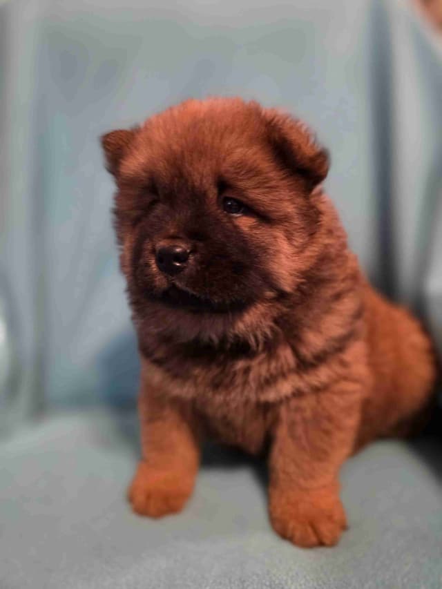 Chow Chow Puppies media 7