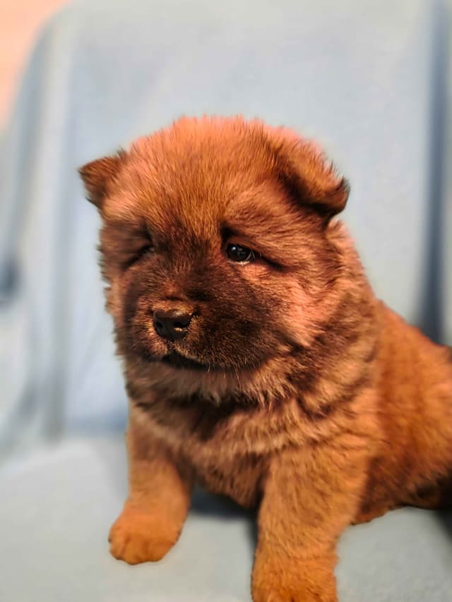 Chow Chow Puppies media 8