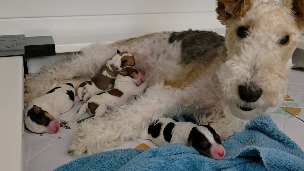 Wire Fox Terrier Puppies breeder image 1