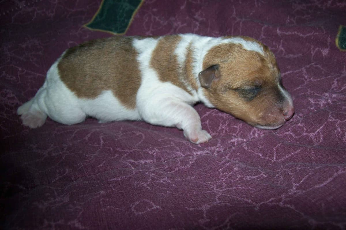 Wire Fox Terrier Puppies breeder image 3