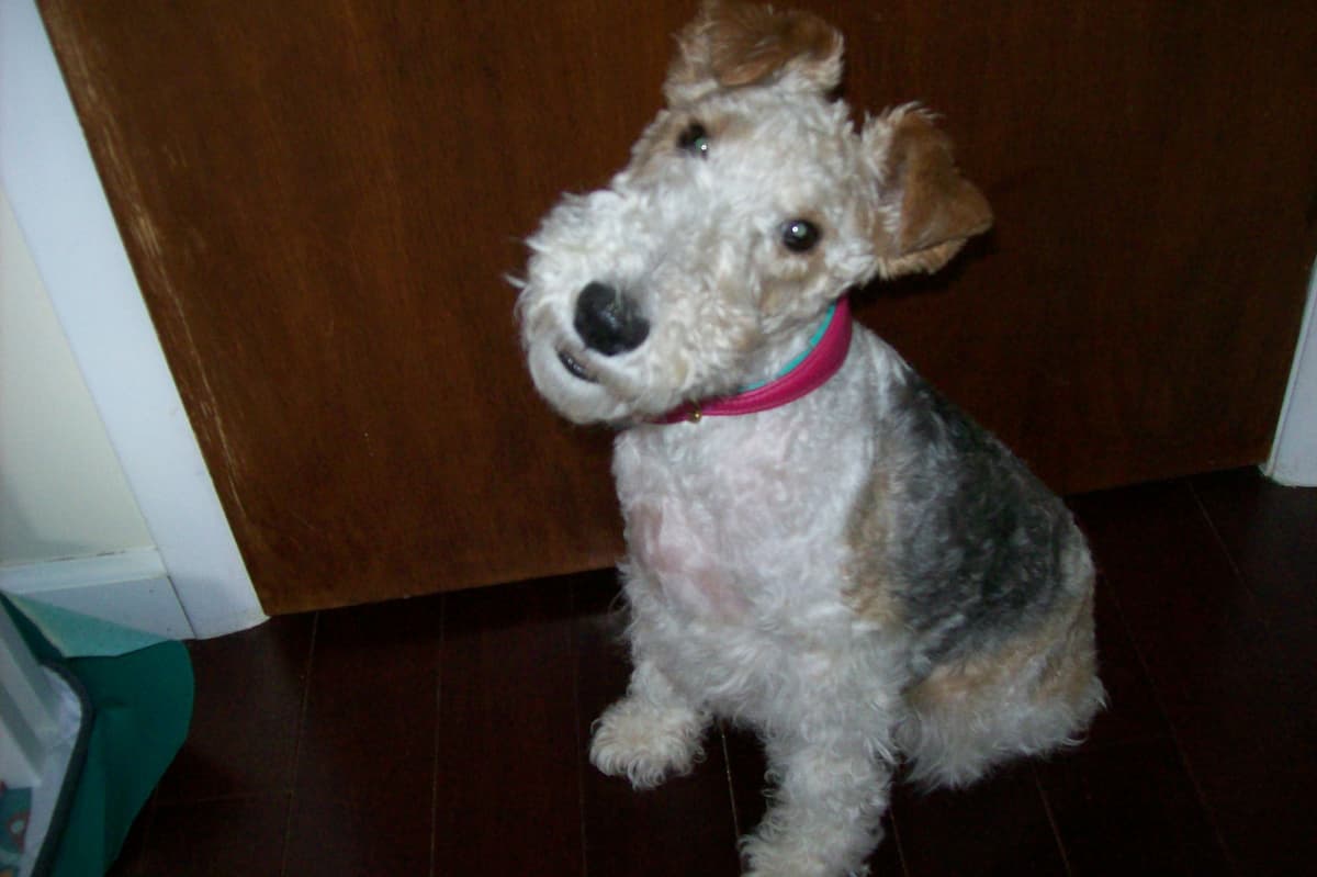 Wire Fox Terrier Puppies breeder image 6