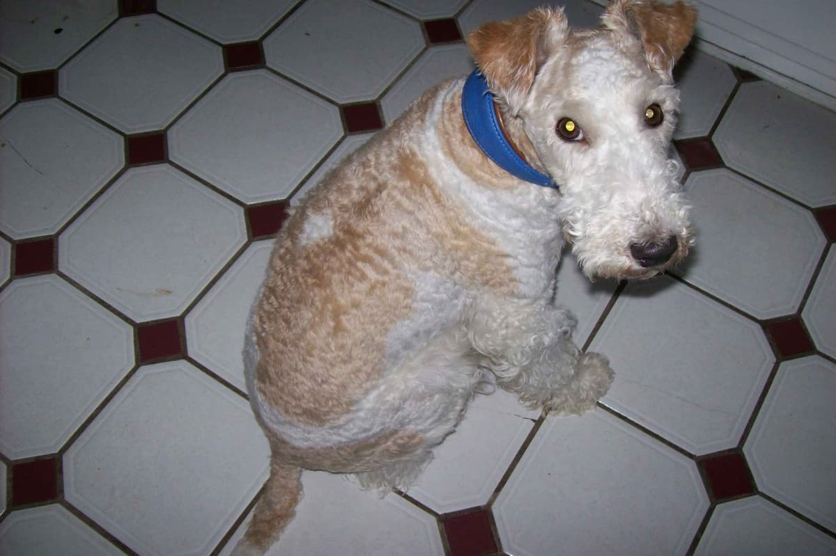 Wire Fox Terrier Puppies breeder image 7