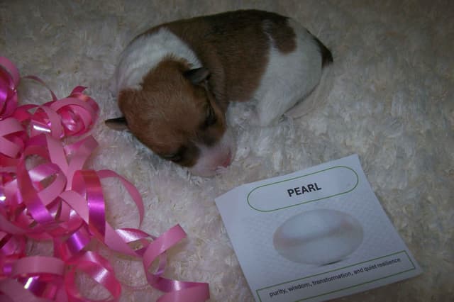 Wire Fox Terrier Puppies media 3