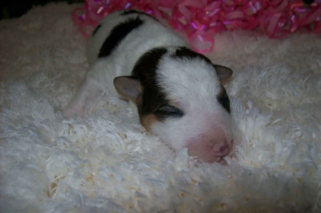 Wire Fox Terrier Puppies media 7