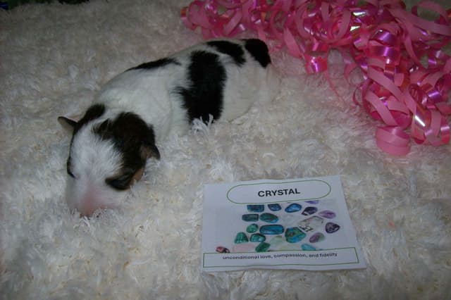 Wire Fox Terrier Puppies media 4