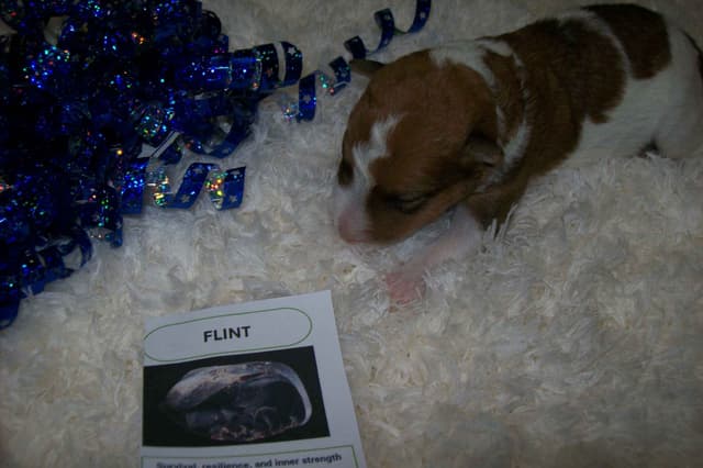 Wire Fox Terrier Puppies media 10