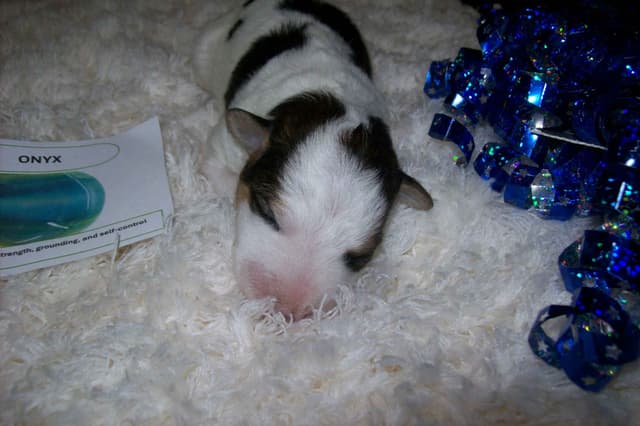 Wire Fox Terrier Puppies media 9