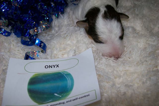 Wire Fox Terrier Puppies media 13