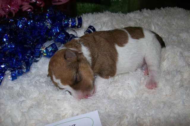 Wire Fox Terrier Puppies media 8
