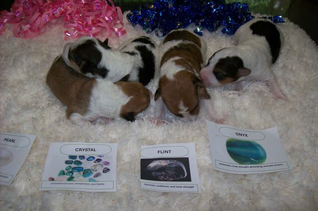 Wire Fox Terrier Puppies media 2