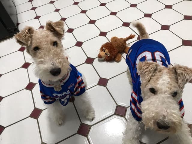 Wire Fox Terrier Puppies media 14
