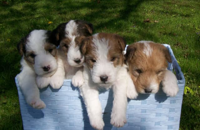 Wire Fox Terrier Puppies media 15
