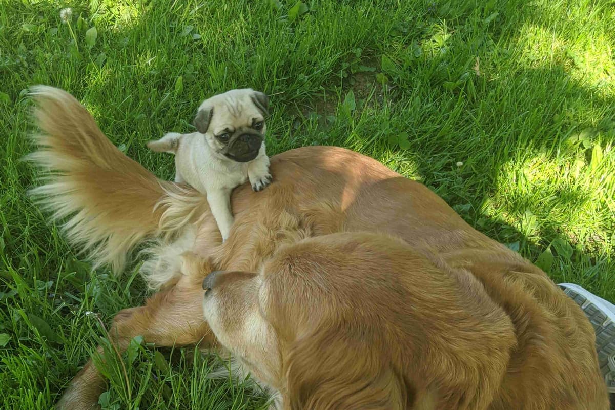 Pug Puppies breeder image 1