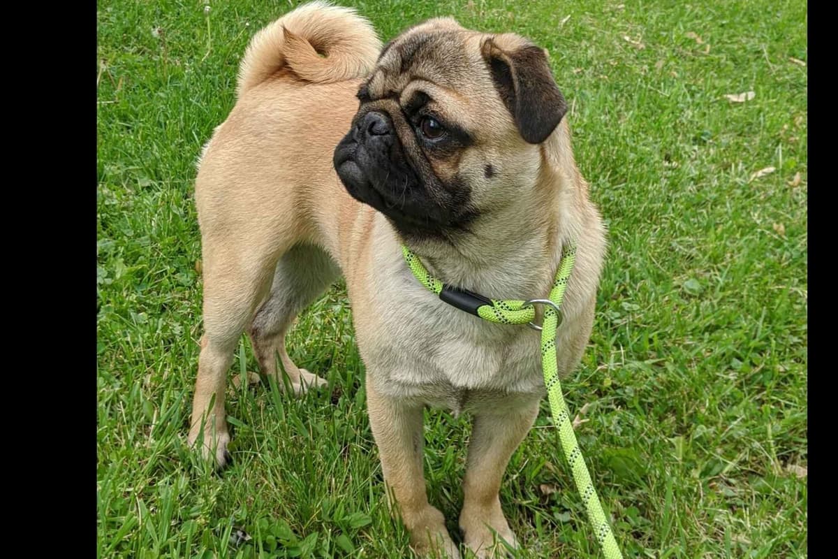 Pug Puppies breeder image 8